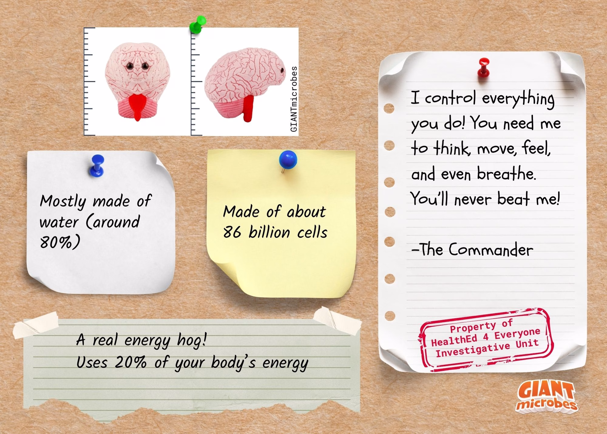 Brain anatomy facts evidence board showing brain function, energy use, and cellular information