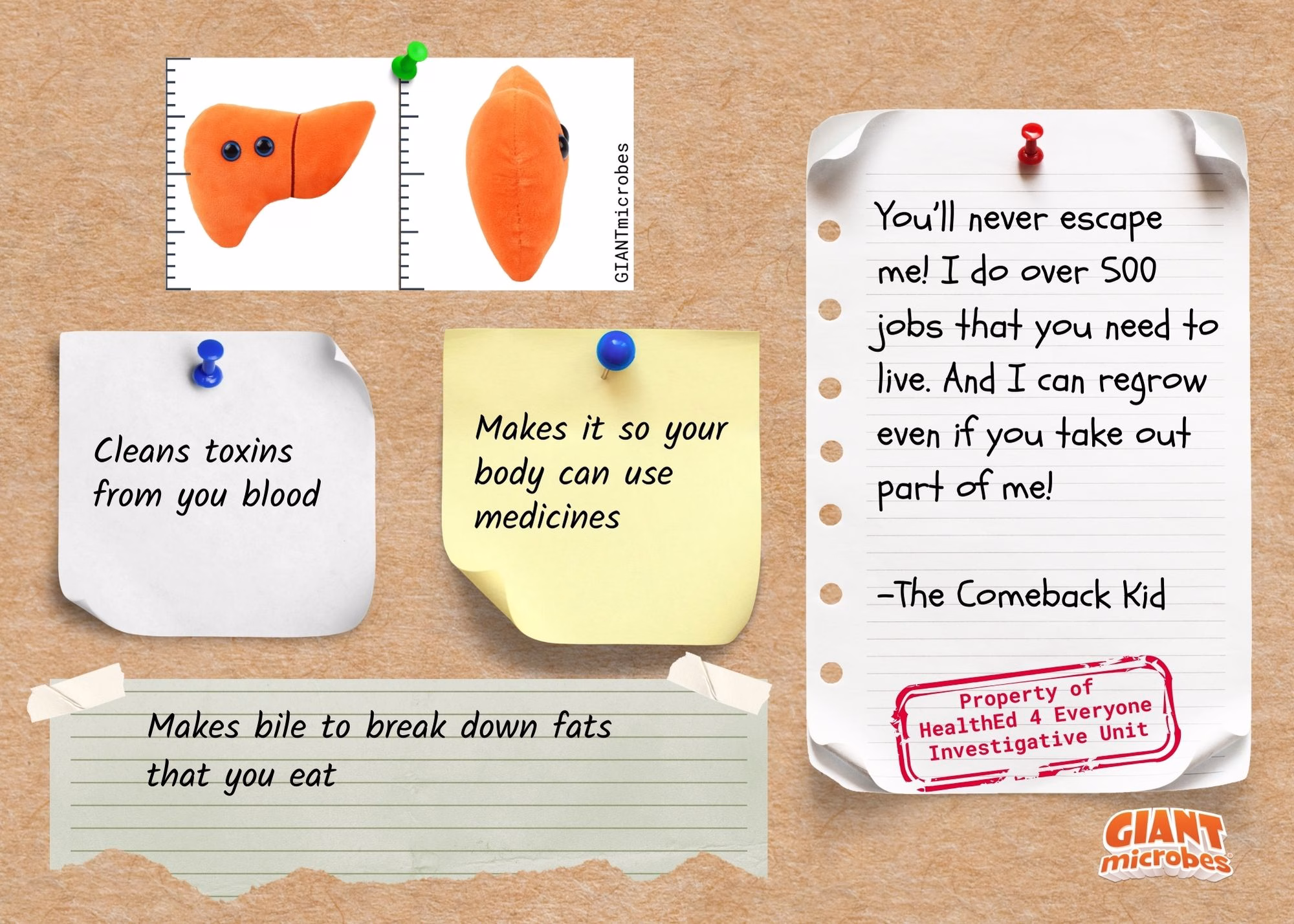 Liver anatomy facts evidence board with detoxification, bile production, and regeneration information