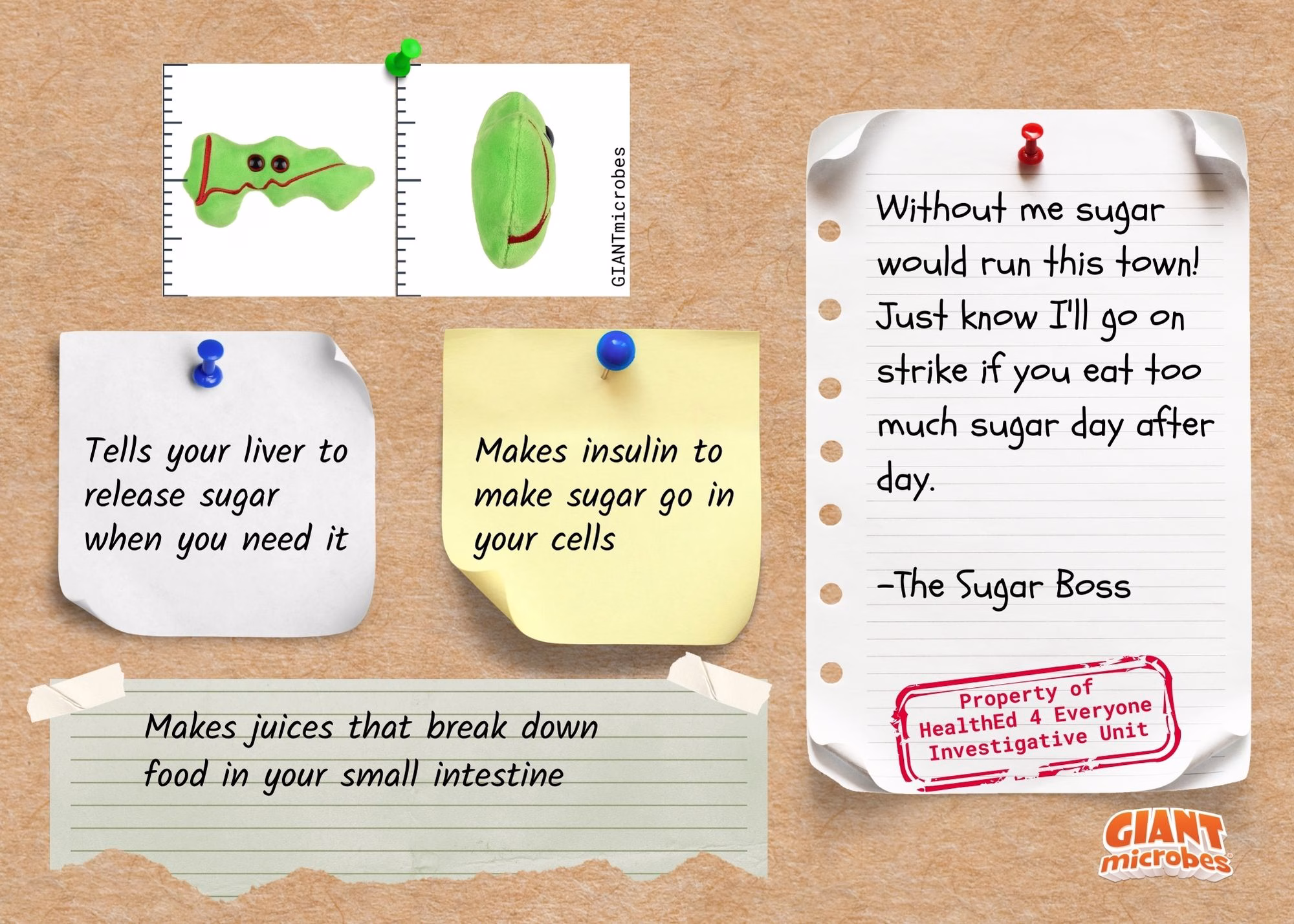 Pancreas anatomy facts evidence board showing insulin production and blood sugar regulation details