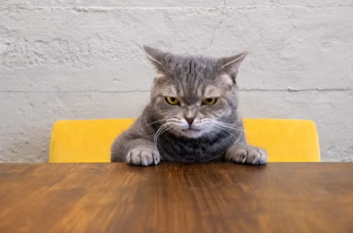 Gray tabby cat with grumpy expression sitting at wooden table with paws on edge, against white brick wall with yellow chair behind
